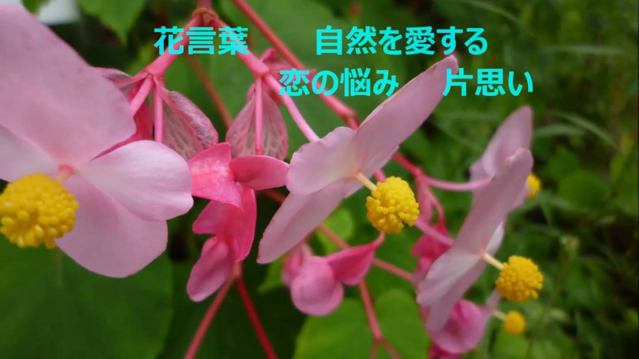 秋海棠の花 Youtube