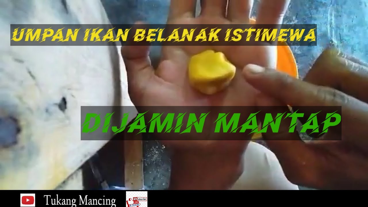 CARA BUAT UMPAN IKAN BELANAK