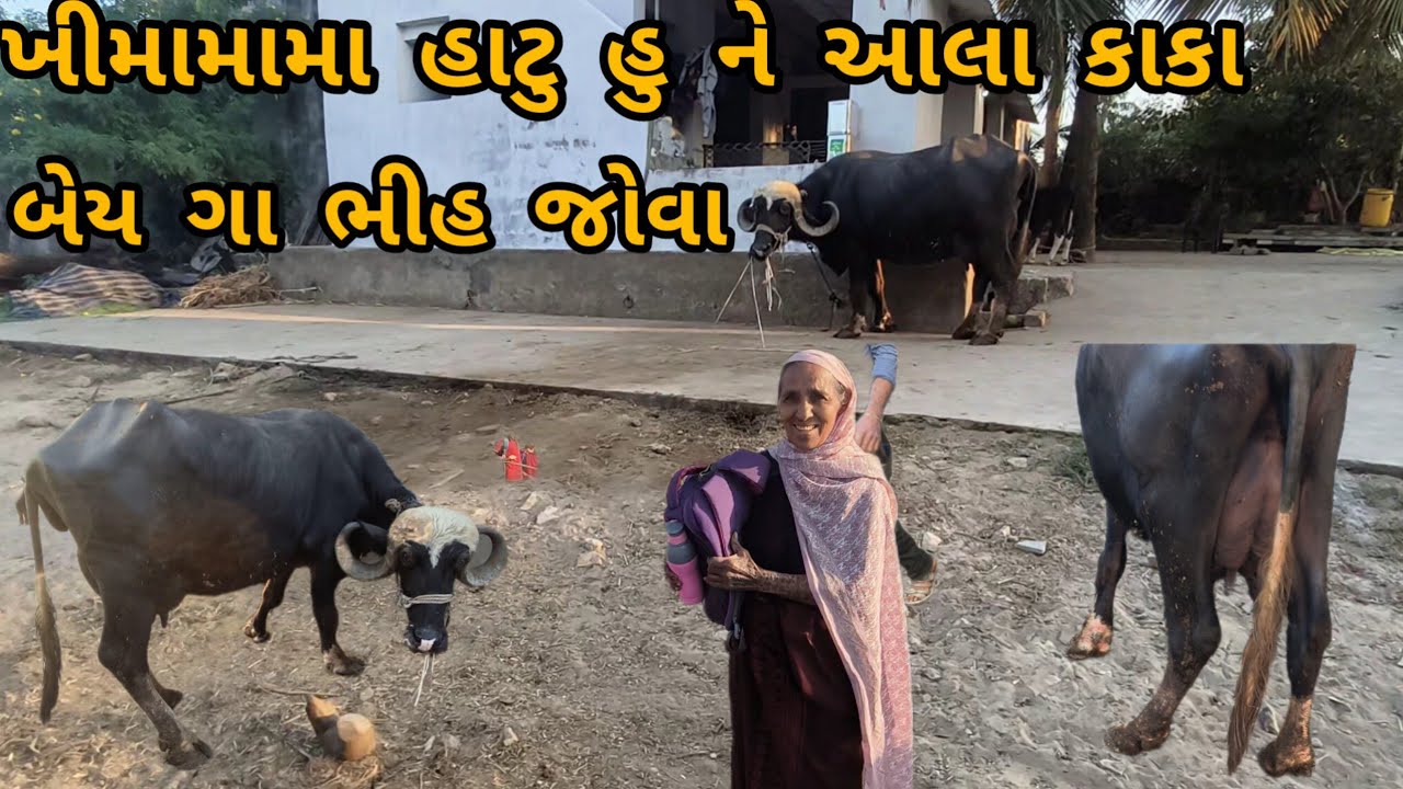 માધવપુર ગા હુ ને આલા કાકા ભીહ જોવા 