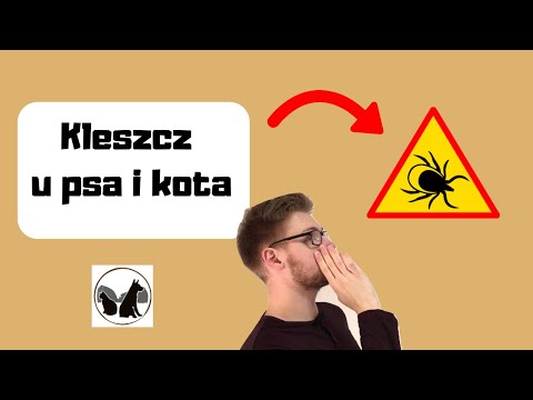 Wideo: Czy Mój Kot Domowy Nadal Potrzebuje Ochrony Przed Kleszczami?