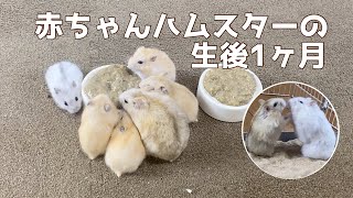 赤ちゃんハムスターの生後1ヶ月 djungarian hamster baby 【パールホワイト×イエロージャンガリアンハムスター】