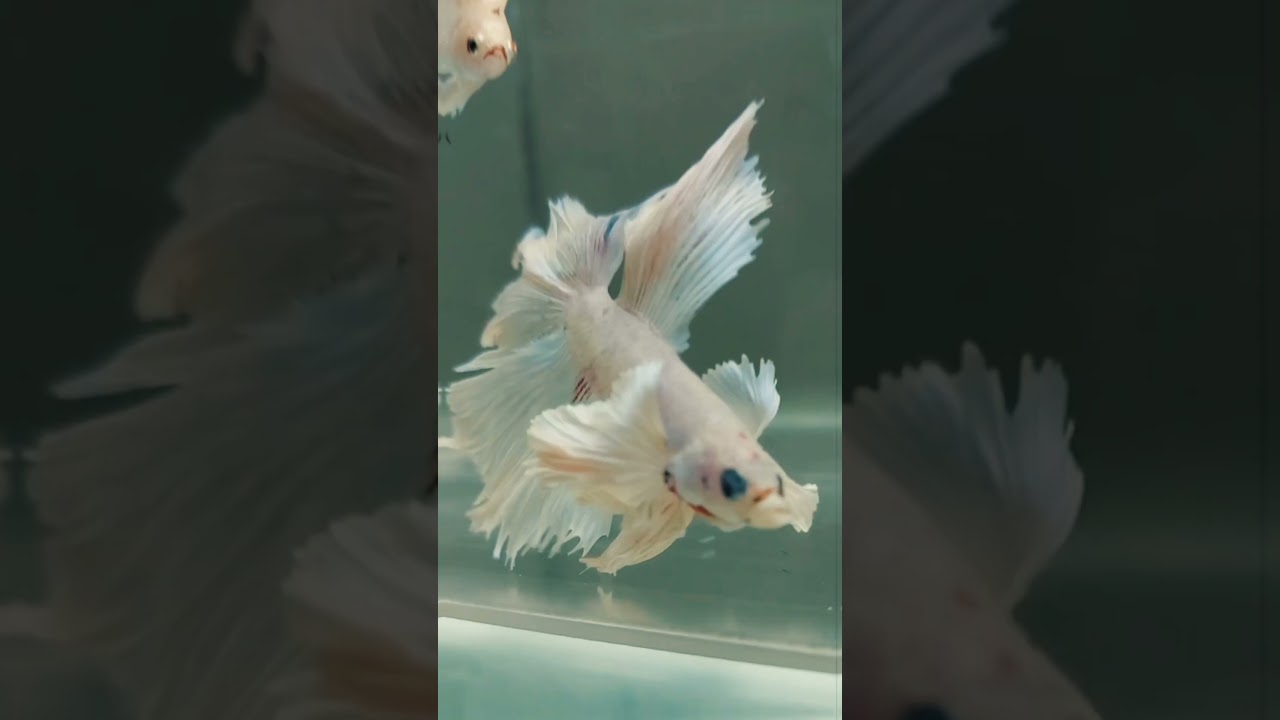 Premium Quality Betta Fish For Auction | Betta Fish | Exotic Breed | Aqua dn |
