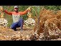 Harvesting garlic and making rawa garlic kheer i asmr i with subtitles i