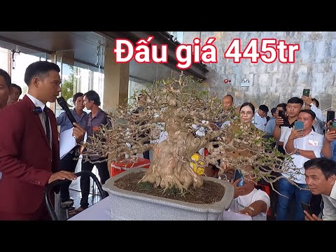 Video Kịch tính màn đấu giá cây Bằng lăng tuyệt đẹp giá... - youtube