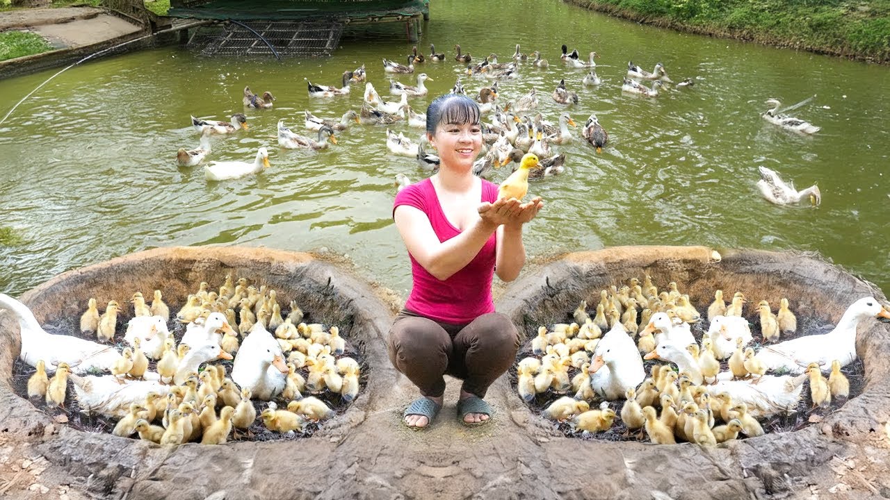 TIMELAPSE: Harvest 1000+ Baby Ducks, Build Large Straw Nest for Hatch Eggs, Go to Market Sell