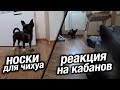 Реакция чихуахуа на кабанов. Носки для чихуахуа. Хаски- воспитатель