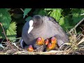 Eurasian Coot family with 7 chicks