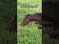 Can anyone else relate to this feeling? 😂🐴 | #Shorts