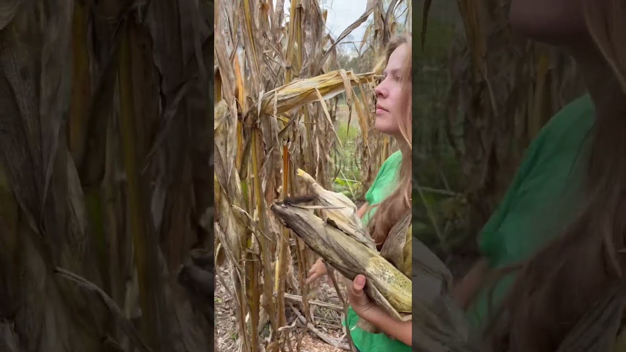 Урожай в саду «Три сестры» 2025 года! 