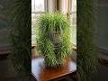 If You Own This Plant, You're Lucky: Here's Why It's Worth Pure Gold in Your Home
