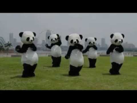Панда танцует видео. Танцующая Панда. Танец панды. Танцующие панды. Танцующая Панда гиф.