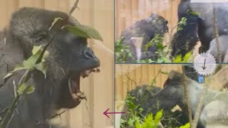 A big fight between a gorilla couple. a Silverback attacks a female gorilla!!Kyoto City Zoo