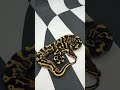 Our first Super Asphalt produced at FnA. He's a leopard SA pretty sure....
