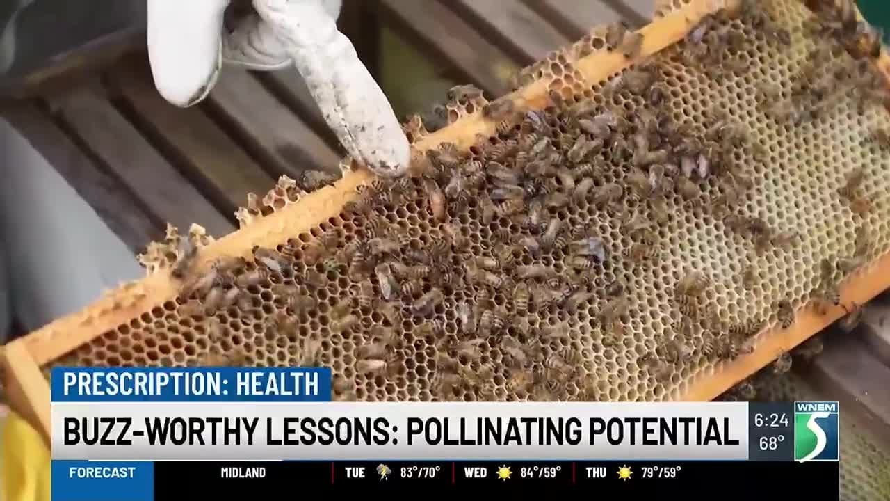 Buzz-Worthy Lessons: Pollinating Potential