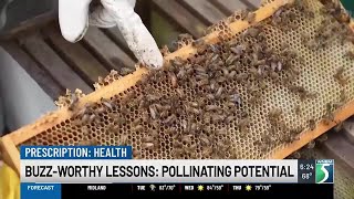 Buzz-Worthy Lessons: Pollinating Potential