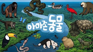 아마존동물 | 아마존강과 아마존 밀림에는 어떤 동물들이 살고있을까? | 아마존 숲에 사는 동물 | 아마존곤충 |  다양한 아마존 동물 친구들을 만나보아요 | 키즈드로우