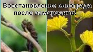 видео: Как восстановить виноград после заморозков и при этом получить урожай! картинка: Как восстановить виноград после заморозков и при этом получить урожай!