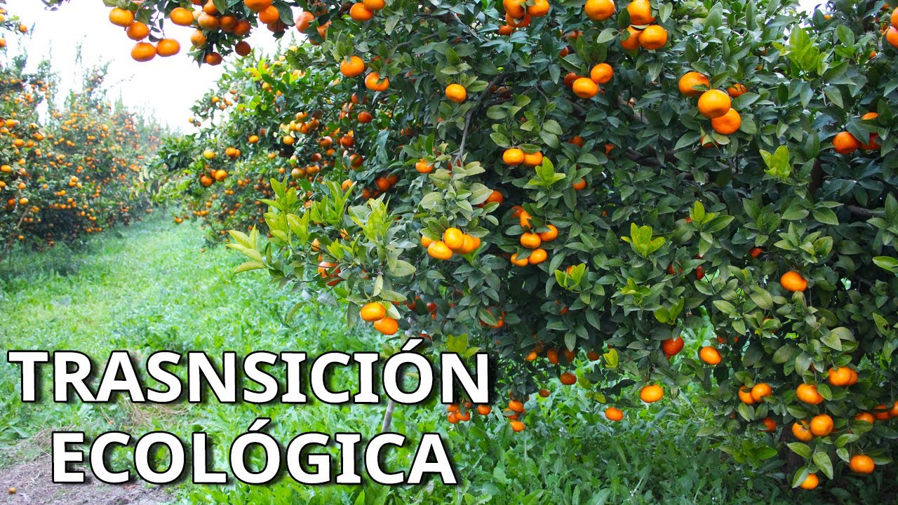 La AGRICULTURA ECOLÓGICA es una REALIDAD. Joven AGRICULTOR de CÍTRICOS te explica COMO y PORQUE.