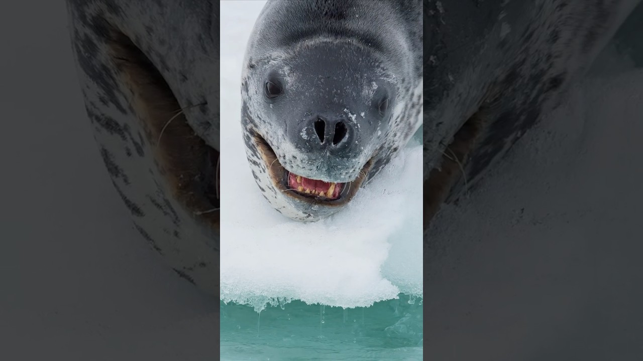 Seeleoparden Machen Mir Angst