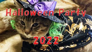 Protection Cat' Halloween Party 2022 Live Streaming Today, October 31st at 23:30! by 保護猫『るる らら ティティ』物語 70 views 1 year ago 1 minute, 20 seconds