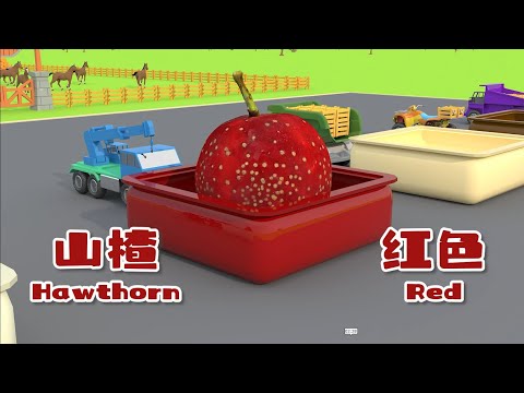 【中英雙語】出發吧，工程車 07丨榴槤、山楂、楊桃、蛇皮果、香瓜丨Baby's Daily English Learning