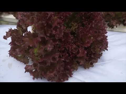 Red Coral Lettuce (เรดคอรัล หรือ ผักกาดหอมแดง)