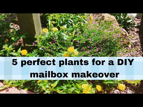 Video: Pašto dėžutės sodo dizainas – kokie augalai yra geriausi pašto dėžučių sodams