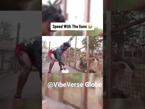 Speed with the Lions #funny #ishowspeed #ishowspeedshorts #lions #nochill