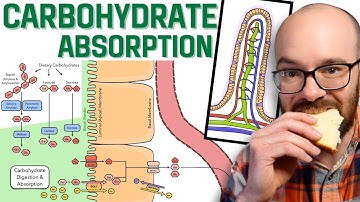 Carbohydrate Digestion & Absorption