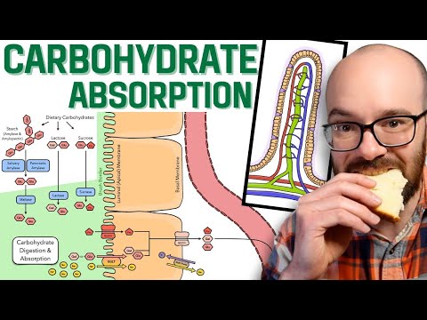 Carbohydrate Digestion &