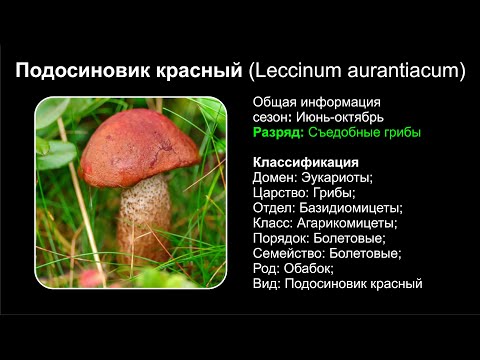 Подосиновик красный (Leccinum aurantiacum)