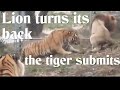 Male lion dominates tiger by turning back