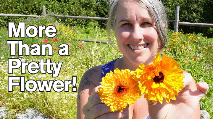 Calendula: The Must-Grow Medicinal Flower for Every Garden