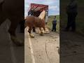 Romania's Horses