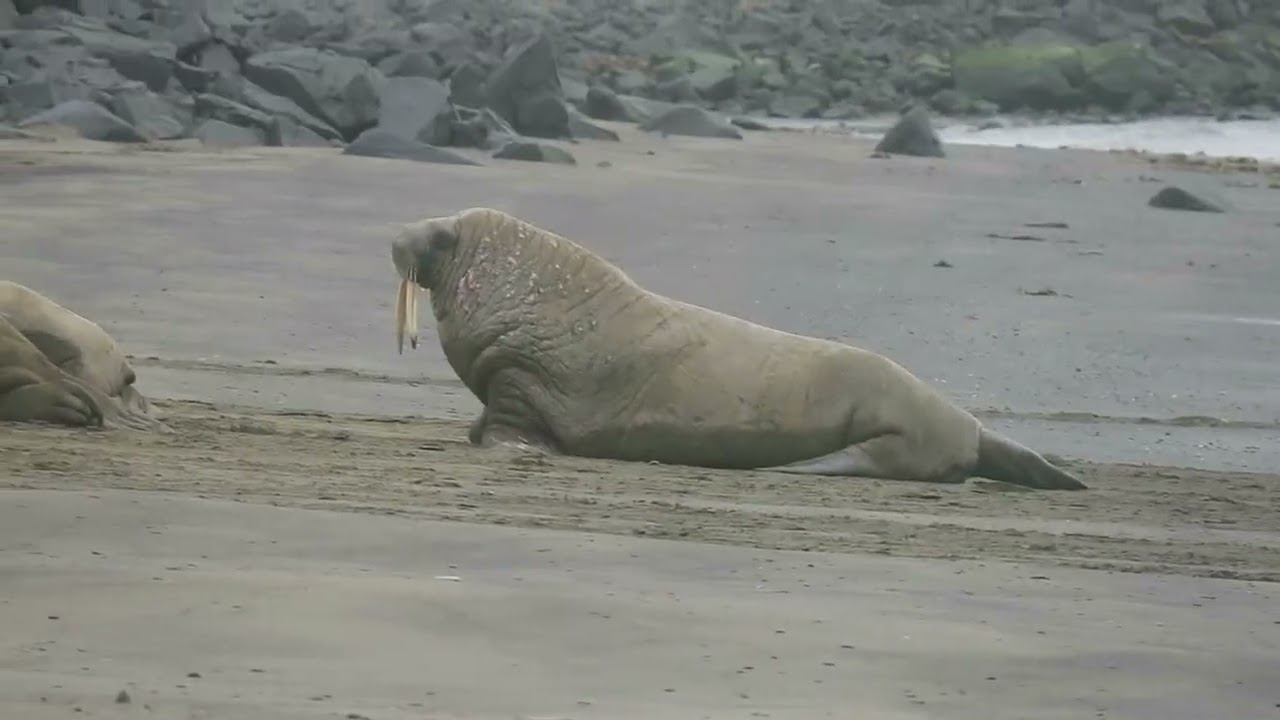 Kapp Lee, Edgeøya Svalbard 2022