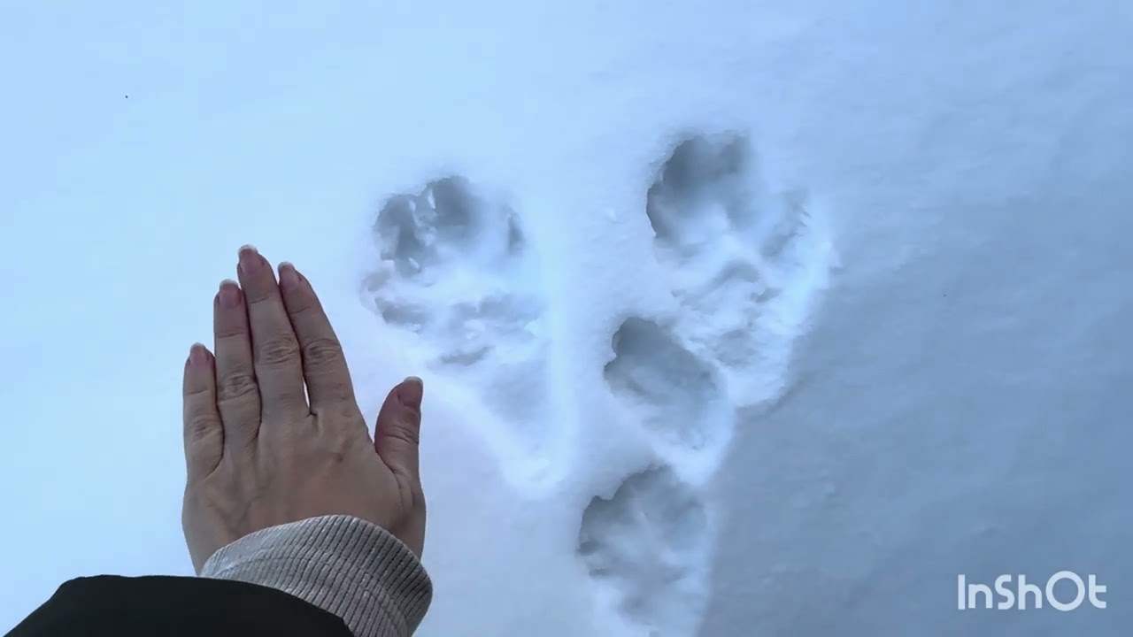 Всех с началом весны! Фотоохота на Зайцев!