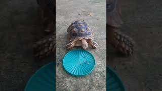 kura kura aneh, lari nya sangat cepat, di saat lapar..
