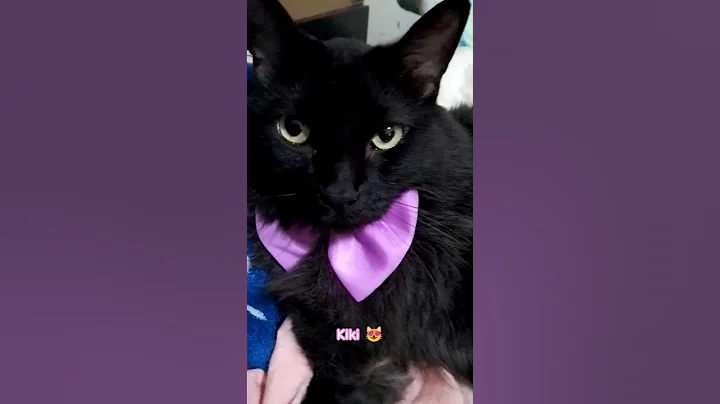 Watch the video about Kiki 😻#viralcat #viral #cat #gatitostiernos #gatitosnegros #catlover #gatosgrasiosos#pets