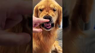 The golden retriever dental check!!!cute smart and brave ! !#shorts #funnyvideo #doglover ❤