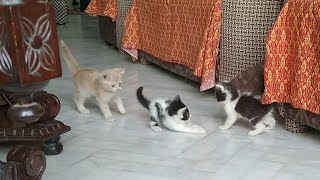 2 Mothers And Their 6 Naughty Kittens Showing Great Energy But Mother Cats Are Scared Of Eachother