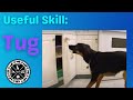 Tugging Part 1: Train Your Dog to Open Doors, Drawers and Cupboards Tugging Part 1: Train Your Dog to Open Doors, Drawers and Cupboards