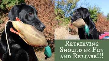 Labrador Retriever Training - Force Fetch vs Inductive Retrieve