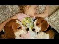 Cute Dogs Hugs Child Because They Don't Want to Wake Up From Bed
