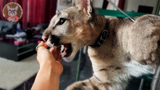 Ceaser puma plays or bites off the owner's hand. Funny home pets videos