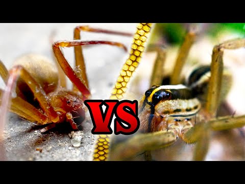 Wolf Spider VS Brown Recluse - How to Spot the Difference!