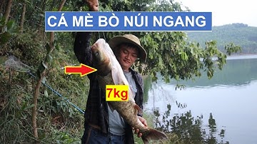 câu cá, Câu Cá Mè Bằng Mồi Gạch