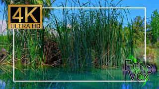 Serene Water Reflection 🌿 | Soft Relaxing Music for Sleep, Study & Inner Peace screenshot 1