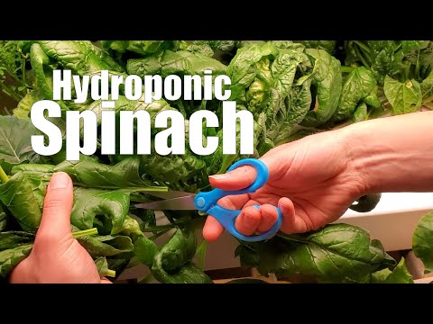 Video: Spanac hidroponic de interior – Cum cultivi spanac hidroponic