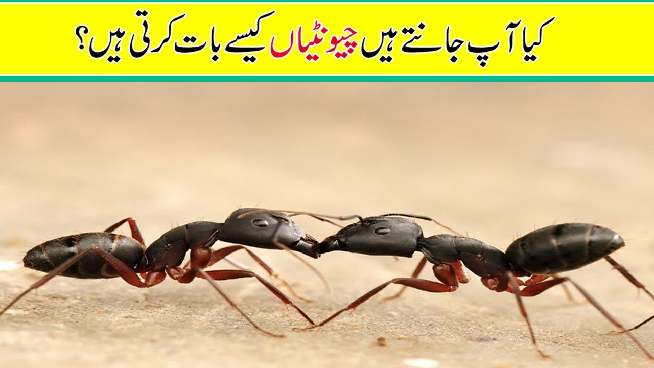 Facts about Ants || How Ants Talk with Each other || How Ants Predict ...