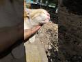 cute cat ❤️🥰 funny cat video #shorts #short #youtubeshorts #shortvideo